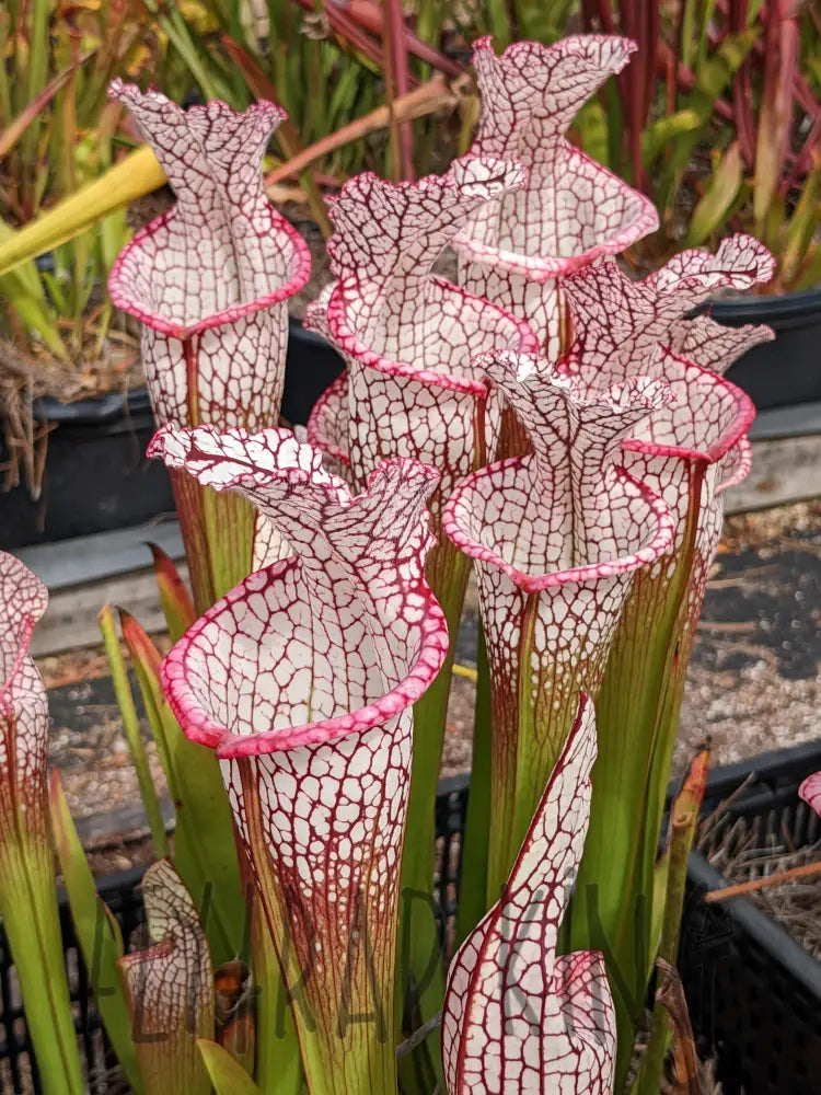 Sarracenia leucophylla ’purple lips’ pitcher plant