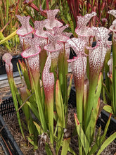 Load image into Gallery viewer, Sarracenia leucophylla ’purple lips’ pitcher plant