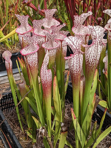 Sarracenia leucophylla ’purple lips’ pitcher plant