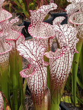 Load image into Gallery viewer, Sarracenia leucophylla ’purple lips’ pitcher plant