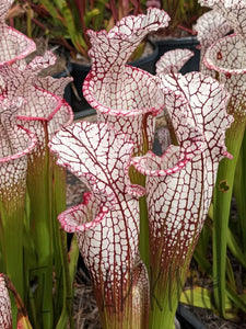 Sarracenia leucophylla ’purple lips’ pitcher plant