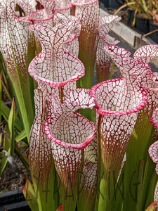 Sarracenia leucophylla ’purple lips’ pitcher plant