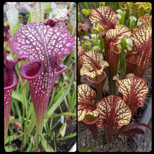 Load image into Gallery viewer, Sarracenia (leucophylla &quot;purple lips&quot; x flava var ornata) x (&quot;Blood Moon&quot; x &#39;Kilimanjaro&#39;) Seeds-Flytrap King