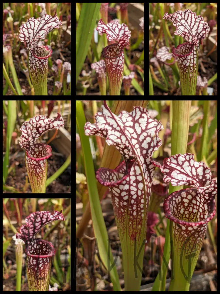 Sarracenia leucophylla “Purple Lips” x leucophylla “Liberty” pitcher plant 4’’ pot size