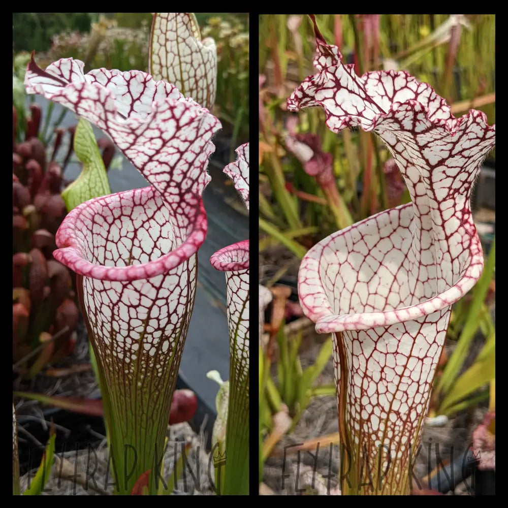 Sarracenia leucophylla “Purple Lips” x leucophylla “Liberty” seeds