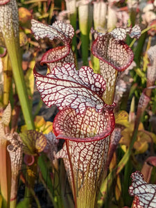 Sarracenia leucophylla ’purple lips’ x ’Royal Ruby’ pitcher plant 6’’ Pot Size