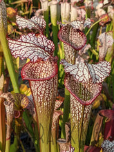 Load image into Gallery viewer, Sarracenia leucophylla ’purple lips’ x ’Royal Ruby’ pitcher plant 6’’ Pot Size