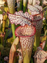 Load image into Gallery viewer, Sarracenia leucophylla ’purple lips’ x ’Royal Ruby’ pitcher plant 6’’ Pot Size