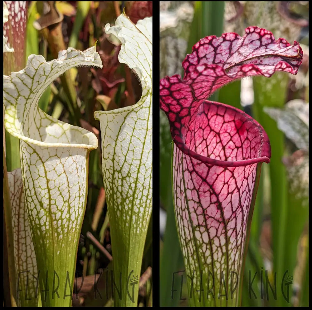 Sarracenia leucophylla var. alba “Solid White” x leucophylla “MKL53” seeds