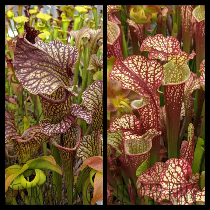 Sarracenia (leucophylla x moorei) x ‘Dragon Queen’ Seeds