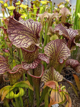 Load image into Gallery viewer, Sarracenia leucophylla x (leucophylla x flava) pitcher plant-Flytrap King