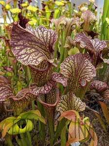 Sarracenia leucophylla x (leucophylla x flava) pitcher plant-Flytrap King