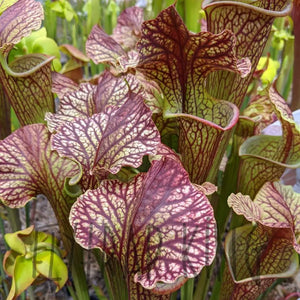 Sarracenia leucophylla x (leucophylla x flava) pitcher plant-Flytrap King