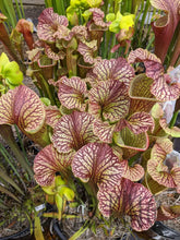 Load image into Gallery viewer, Sarracenia leucophylla x (leucophylla x flava) pitcher plant-Flytrap King