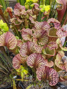 Sarracenia leucophylla x (leucophylla x flava) pitcher plant-Flytrap King