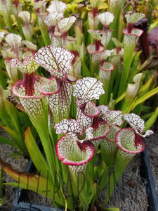 Sarracenia 'Lunchbox' Pitcher Plant-Flytrap King