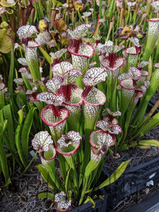 Sarracenia 'Lunchbox' Pitcher Plant-Flytrap King