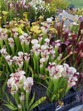 Load image into Gallery viewer, Sarracenia &#39;Lunchbox&#39; Pitcher Plant-Flytrap King