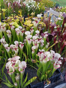 Sarracenia 'Lunchbox' Pitcher Plant-Flytrap King