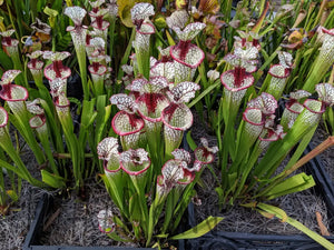 Sarracenia 'Lunchbox' Pitcher Plant-Flytrap King