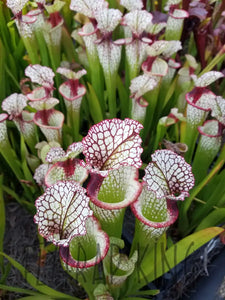 Sarracenia 'Lunchbox' Pitcher Plant-Flytrap King