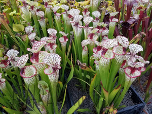 Sarracenia 'Lunchbox' Pitcher Plant-Flytrap King