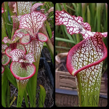 Load image into Gallery viewer, Sarracenia &#39;Lunchbox&#39; x &quot;Bouquet&quot; Seeds-Flytrap King