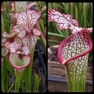 Sarracenia 'Lunchbox' x "Bouquet" Seeds-Flytrap King