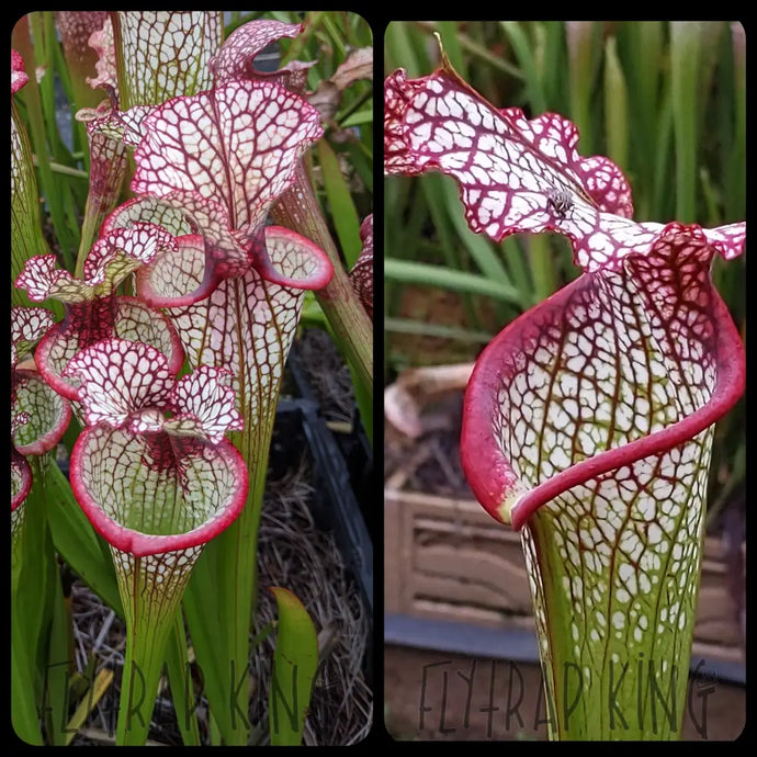 Sarracenia 'Lunchbox' x 