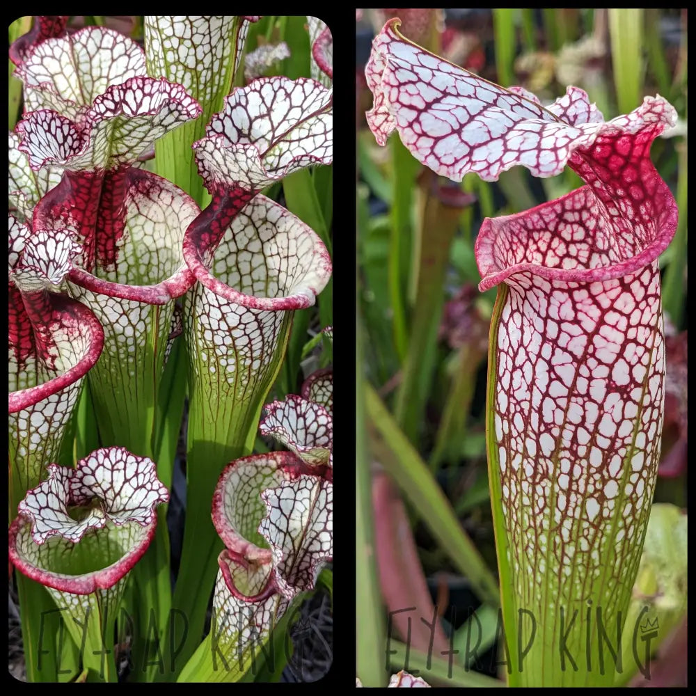 Sarracenia ’Lunchbox’ x (’Bud Wilkerson’ x ’Wilkerson’s White Knight’) seeds