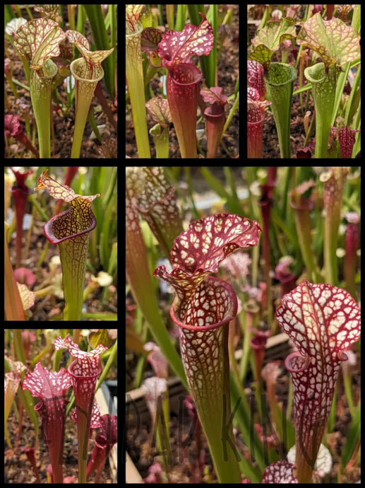 Sarracenia ‘Lunchbox’ x ‘Dragon Queen’ pitcher plant 3’’ pot size