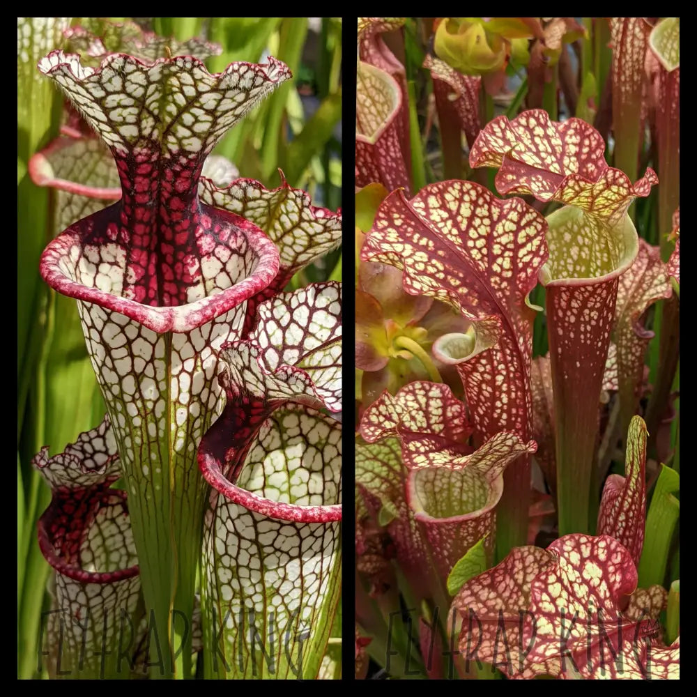 Sarracenia ‘Lunchbox’ x ‘Dragon Queen’ seeds