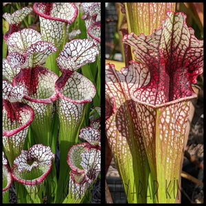 Sarracenia ‘Lunchbox’ x ’Drew McClain’ seeds