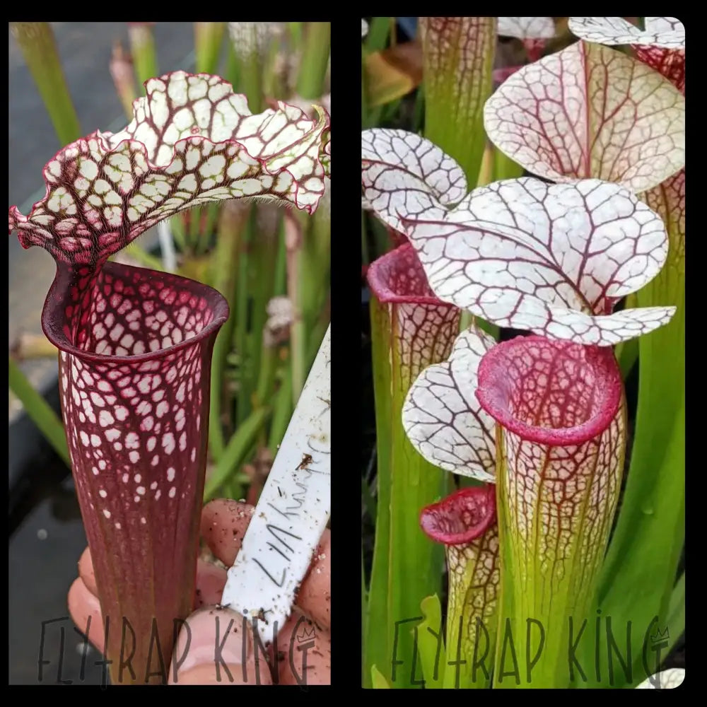 Sarracenia (’Lunchbox’ x ’Johnny Wilkerson’) x ’Adrian Slack’ seeds