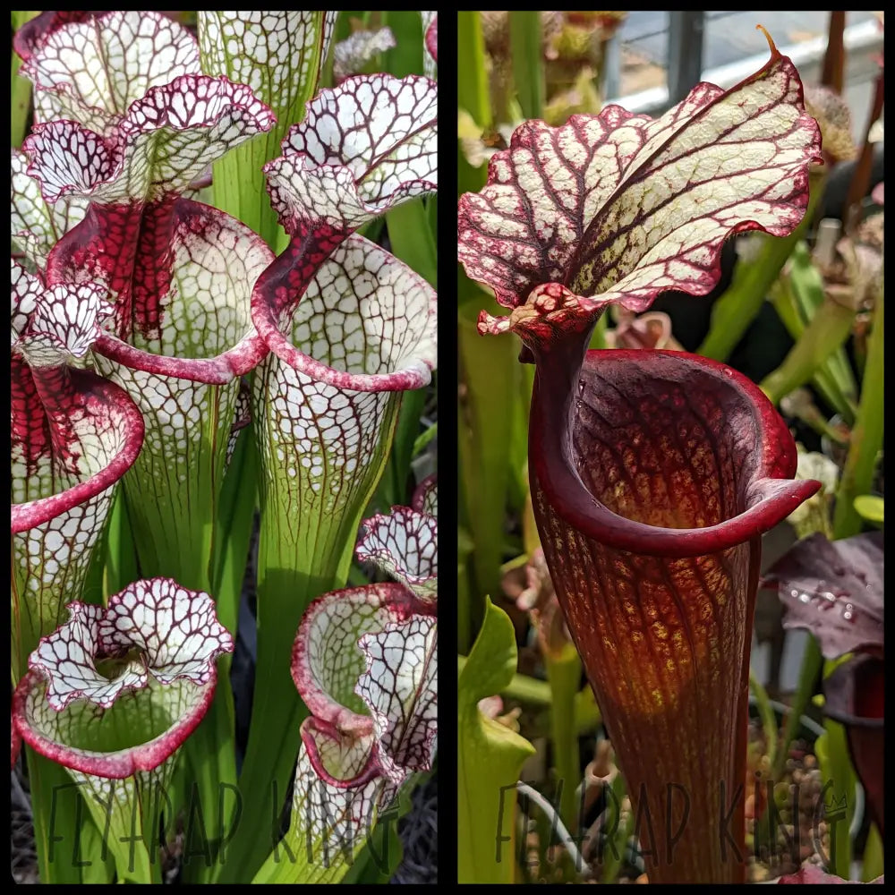 Sarracenia ’Lunchbox’ x (Leah Wilkerson x Royal Ruby) seeds