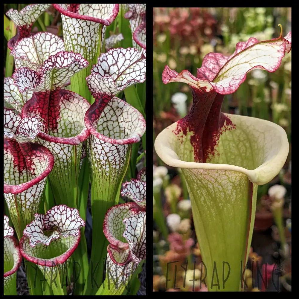 Sarracenia ‘Lunchbox’ x ‘Legacy’ seeds