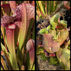 Sarracenia (’Lunchbox’ x umlauftiana) x rosea seeds