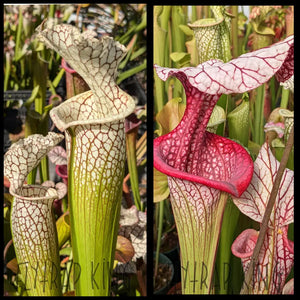 Sarracenia (’Lunchbox’ x ’Wilkerson’s White Knight’) x ’Caitrin Claire’ seeds