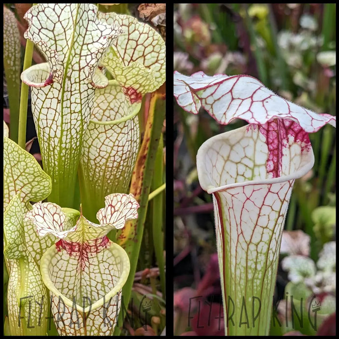 Sarracenia (’Lunchbox x ’Wilkerson’s White Knight’) x ’Iamsatyricon’ seeds