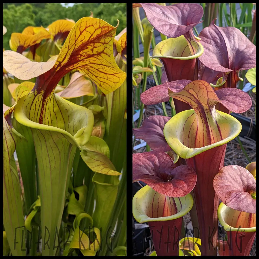 Sarracenia ’Megalodon’ x ‘Waccamaw’ seeds