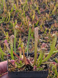 Sarracenia minor "Okee Giant" Hooded Pitcher Plant-Flytrap King