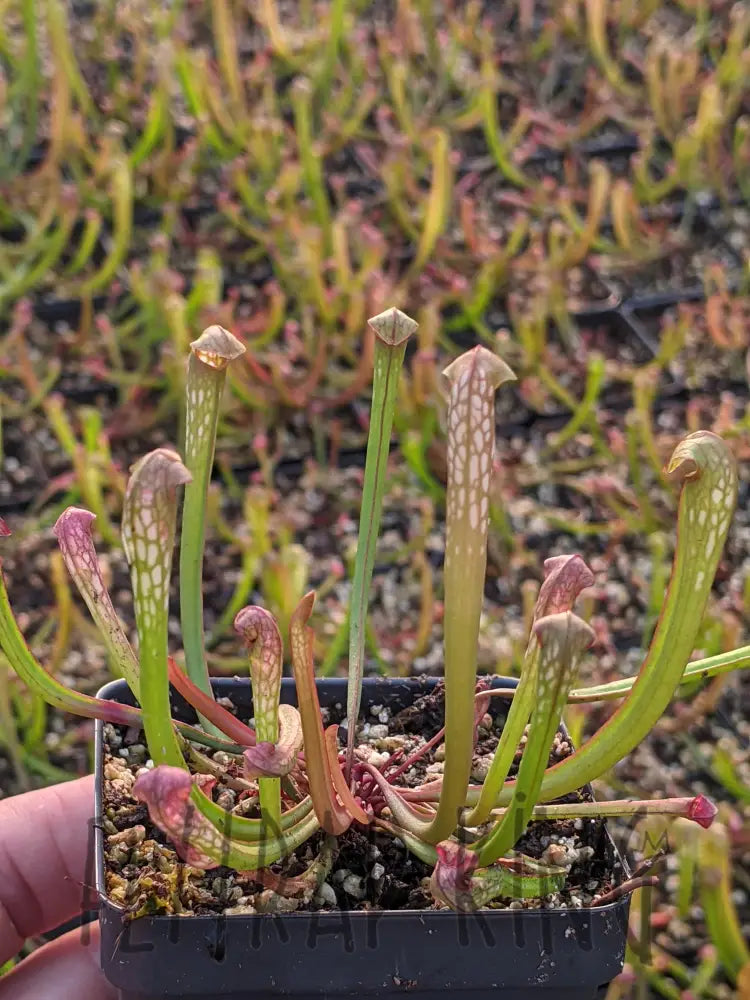 Sarracenia minor 