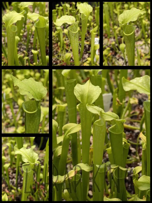 Sarracenia moorei ’albino’ pitcher plant 3’’ pot size