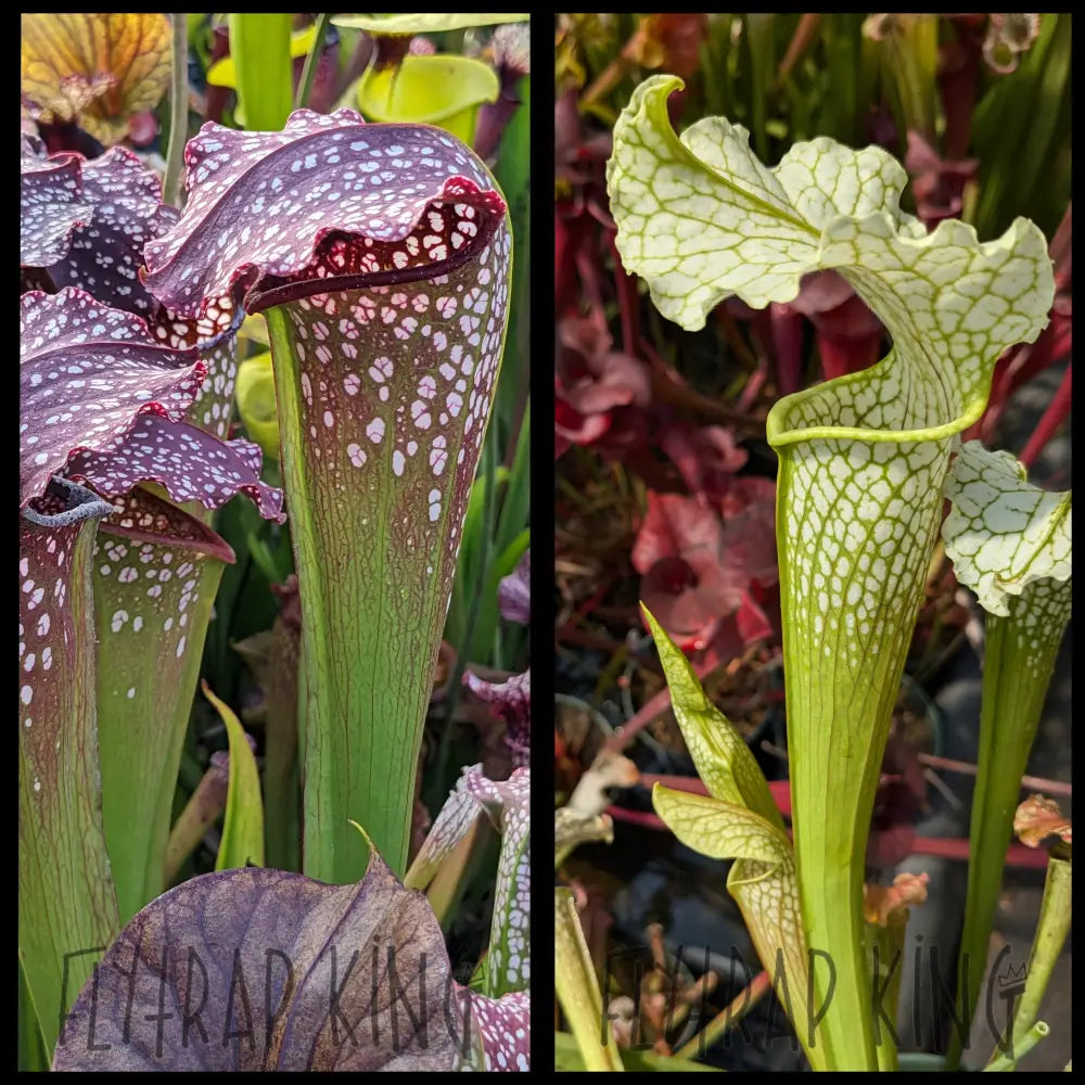 Sarracenia ’Prometheus’ x ’Camisole’ seeds