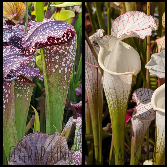 Sarracenia ’Prometheus’ x leucophylla ’Rod’s Favorite’ seeds