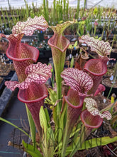 Load image into Gallery viewer, Sarracenia “Purple Lips” x flava var ornata Pitcher Plant