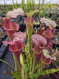 Sarracenia “Purple Lips” x flava var ornata Pitcher Plant