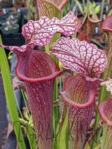 Sarracenia “Purple Lips” x flava var ornata Pitcher Plant