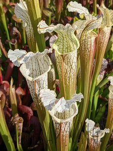 Sarracenia readii x ’Schnell’s Ghost’ pitcher plant