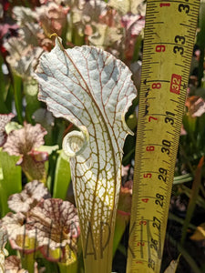 Sarracenia readii x ’Schnell’s Ghost’ pitcher plant